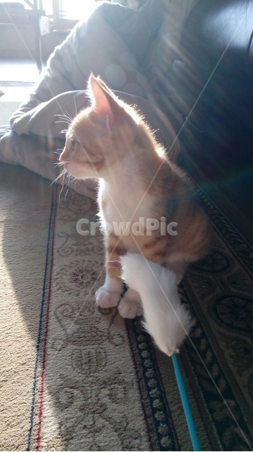 고양이,집고양이,감성사진,반려묘,코리안숏헤어,cat
