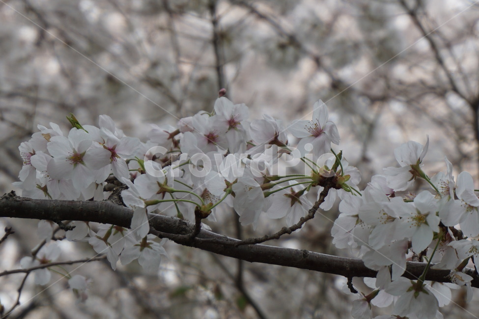 벚꽃,봄,화사함,4월,꽃구경,봄,계절,spring,season,식물,자연,plants,nature,꽃,flower,plant,blossom,cherry blossom