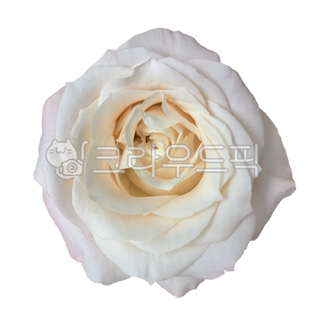 flower,꽃,petal,꽃잎,꽃누끼,꽃png,꽃아이콘,꽃스티커,봄,봄꽃,봄식물,생화,생화누끼,생화png,생화아이콘,생화스티커,식물누끼,식물png,꽃한송이,한송이,자연,자연물,봄상징,rose,장미,흰장미,흰색,하얀색,하양,하얀,하얀장미,하양장미,흰꽃,하얀꽃,화이트,아이보리,아이보리색