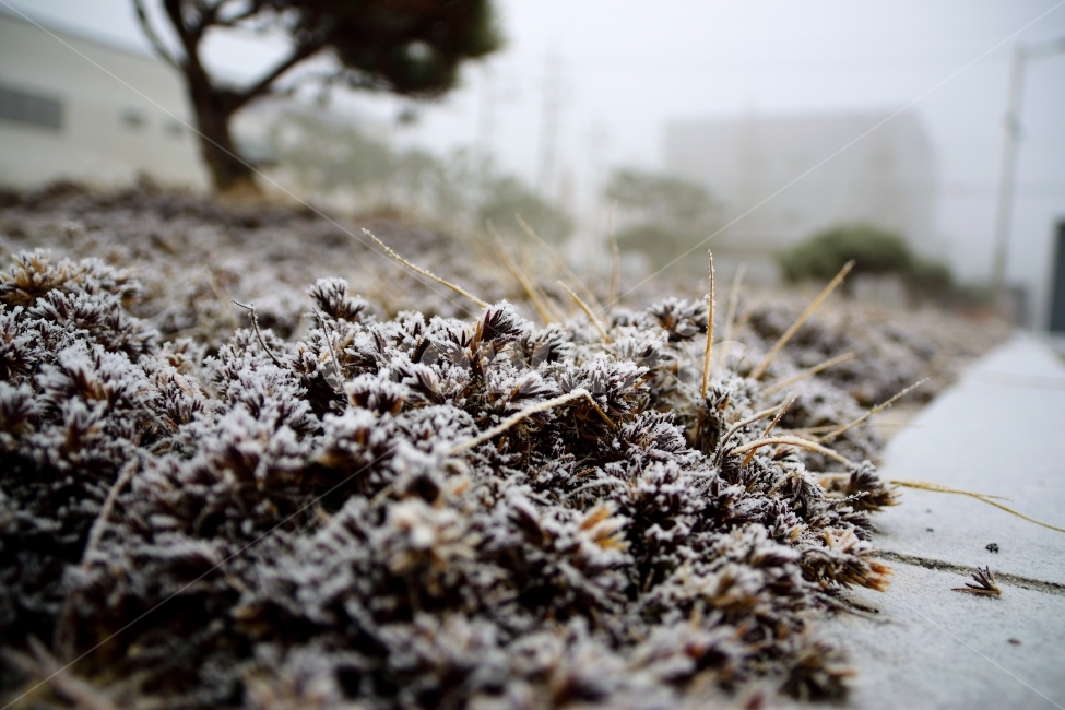겨울,눈,서리,식물,차가움,겨울,계절,winter,season,식물,자연,plants,nature