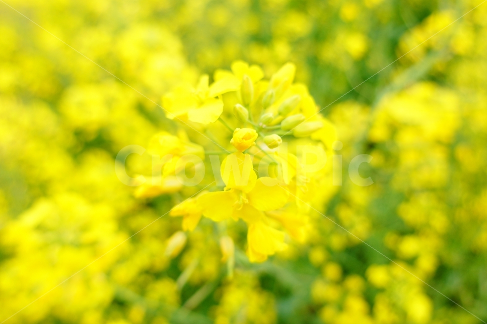 꽃,유채꽃,flower,RapeFlower,노란꽃,노란색,봄,봄,계절,spring,season,식물,자연,plants,nature,꽃,flower,감성,sensible,feeling,색깔,색상,색채,색감,color sense,color sensitivity,feeling of color