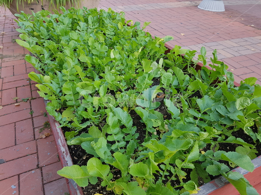 열무,plant,식물,초록,인도,연두색,식물,자연,plants,nature