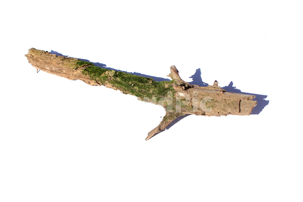 bark,branch,branchesmoss,brown,closeup,detail,dry,green,moss,natural,nature,piece,plant,tree,wood,wooden,이끼,그린,녹색,나뭇가지,오래된,자연,식물,나무,우드,건조한,마른,가지,풀,이끼풀,흰배경,클로즈업,갈색,브라운,나무,trees,wood,누끼,remove background