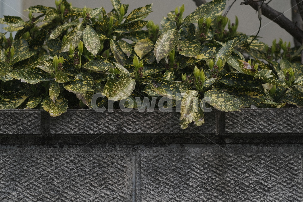 벽,담벼락,돌,wall,초록,식물,잎,plant,식물,자연,plants,nature
