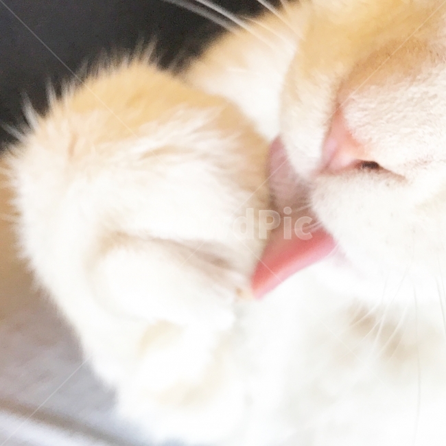 보정,고양이혀,고양이,고양이발,찹쌀모찌,모찌,그루밍,동물,animal,포유류,mammal,고양이,cat,kitten,kitty