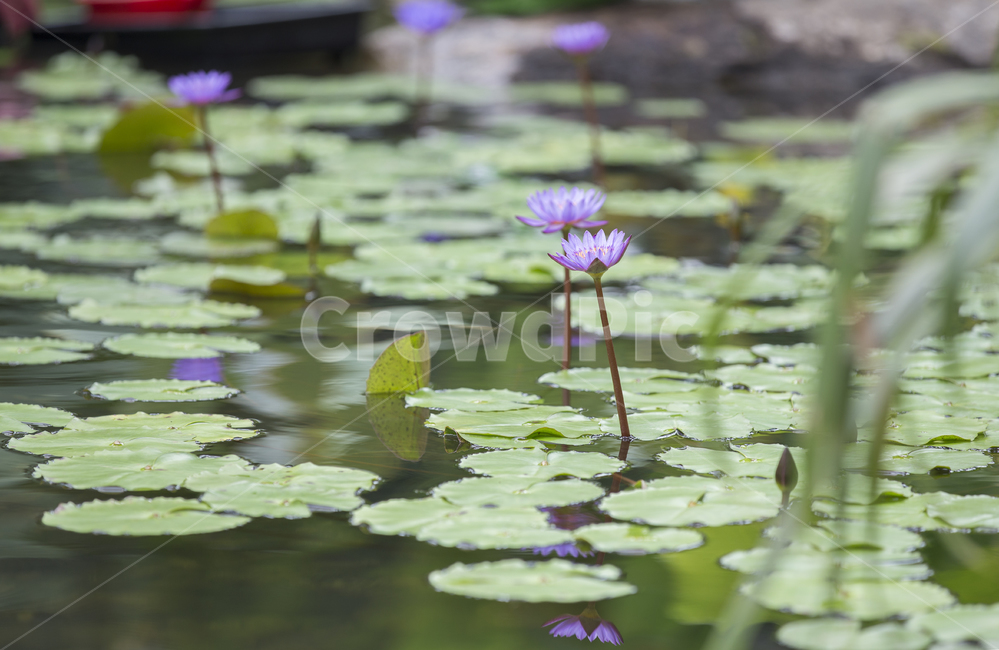 수련,연못,습지,waterlily,플라워,flower,blossom,plant,식물,꽃,nymphaea,pondlily