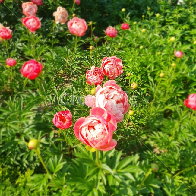 plant,식물,꽃,flower,자연,blossom,식물,자연,plants,nature,꽃,flower