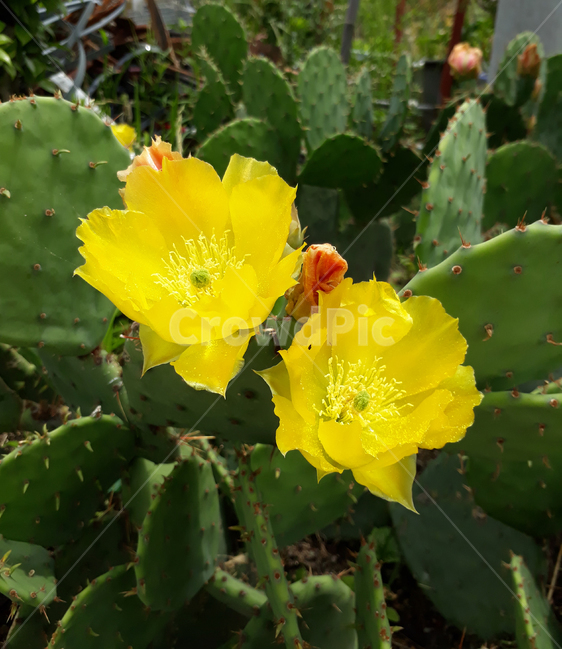 선인장꽃,노란색,식물,자연,야생화,cactusflowers,yellow,plants,nature,wildflowers