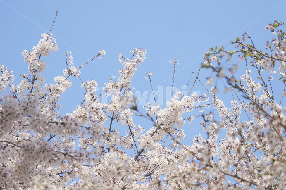 plant,식물,flower,꽃,blossom,벚꽃,cherryblossom,꽃나무,나무,tree,봄,spring,japan,일본,아름다운,beautiful,분홍,pink,흰색,white,blue,하늘,sky,풍경,봄,계절,spring,season