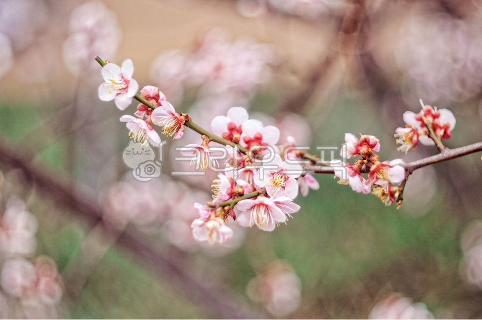 광양매화마을,보케,매화마을,매화축제,매화,봄,광양,꽃놀이,꽃축제,아웃포커스,봄,계절,spring,season