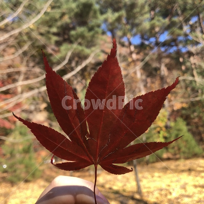 leaf,단풍,maple,잎,plant,식물,tree,나무,낙엽,가을,숲속,가을,계절,fall,autumn,season