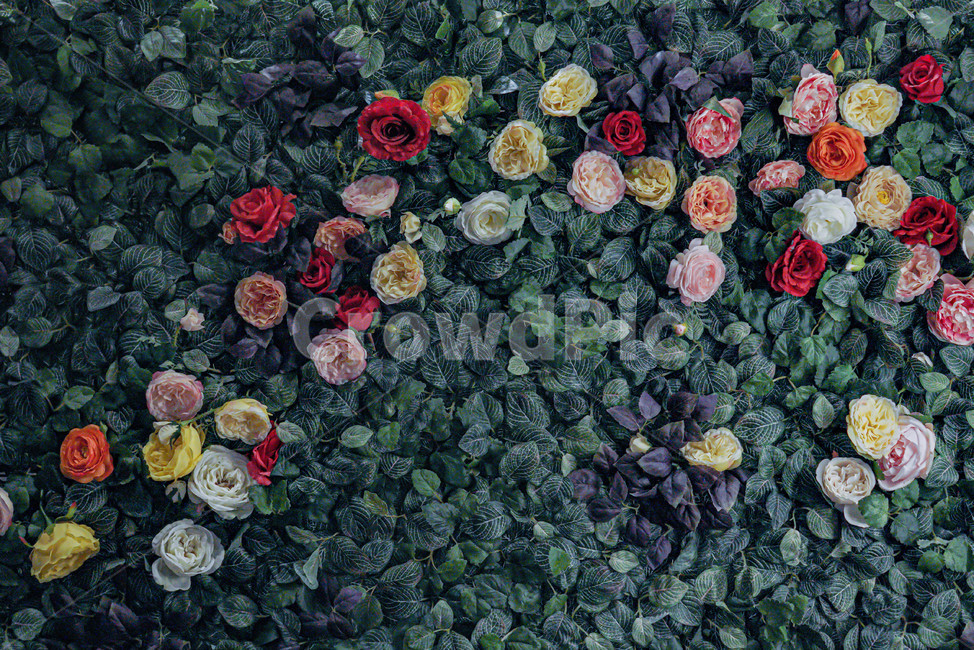 plant,식물,장미,벽,촬영배경,ppt배경