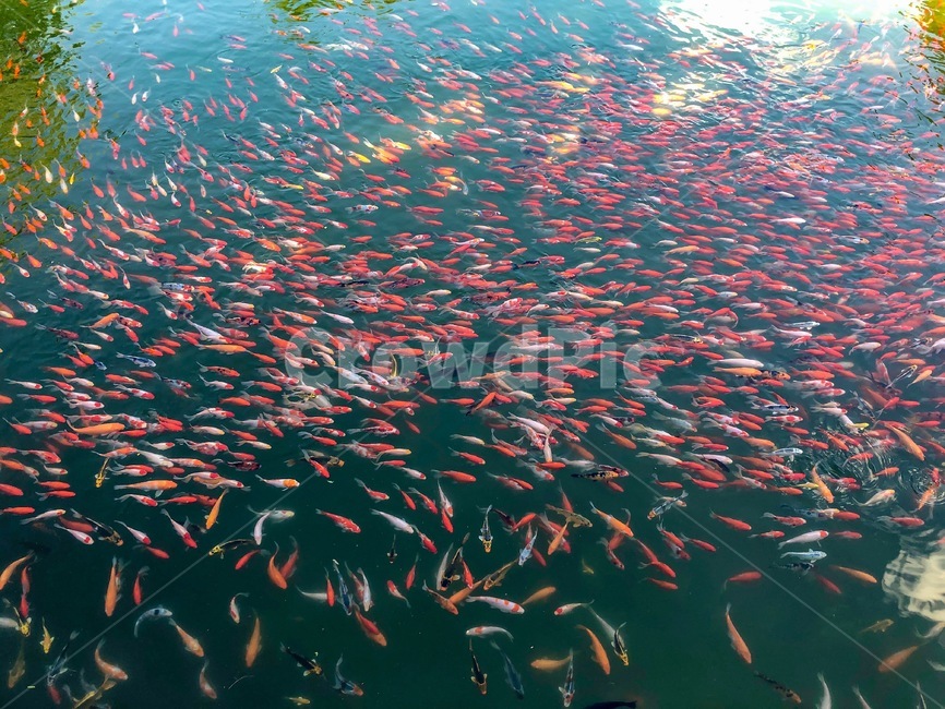 금붕어,연못,호수,붕어,물고기,동물,animal,어류,물고기,fish