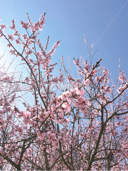 벚꽃,꽃,봄꽃,flower,cherryblossom,봄,계절,spring,season,plant,식물,blossom
