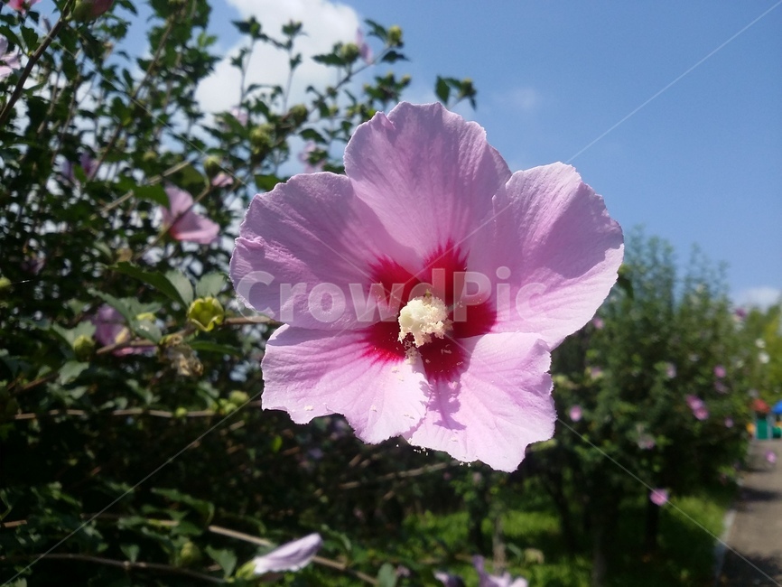 plant,식물,flower,꽃,무궁화,blossom,식물,자연,plants,nature,꽃,flower