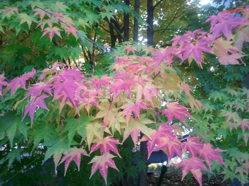 단풍나무,낙엽교목,정원수,가로수,maple,식물,자연,plants,nature