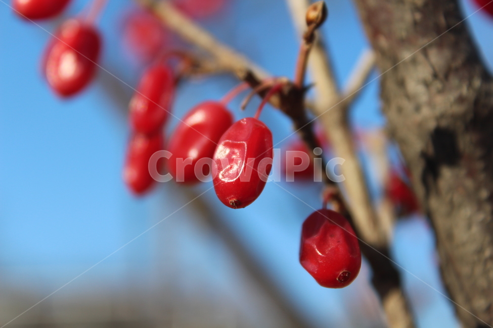 plant,식물,fruit,열매,red