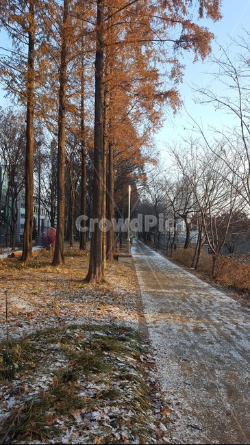 산책,숲,힐링,햇살,가을,편안함,서리,초겨울,가을,계절,fall,autumn,season,자연,풍경,nature,landscape,tree,나무,plant,식물,tree trunk,나무 줄기