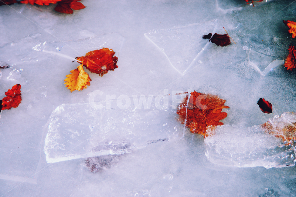 나뭇잎,감옥,얼음,강,단풍,겨울,계절,winter,season