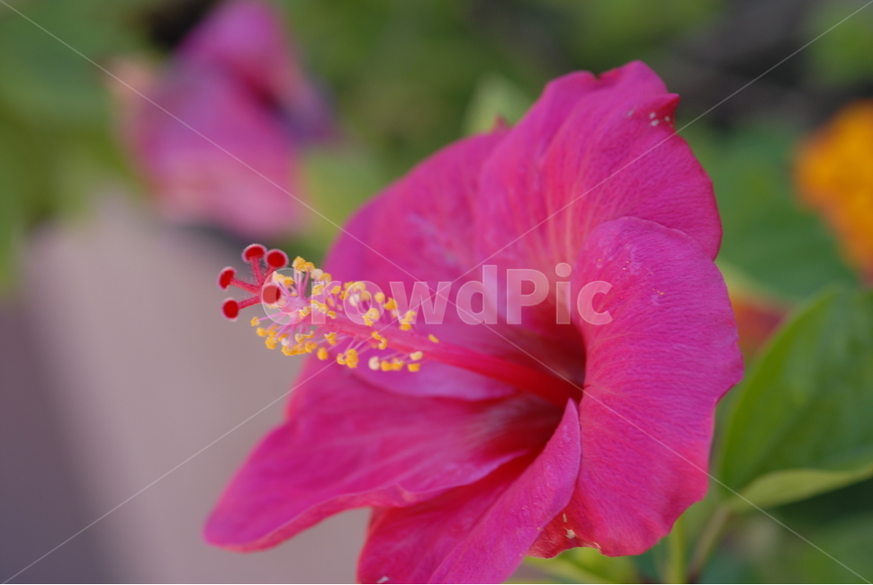 식물,flower,꽃,하와이무궁화,야생하,무궁화