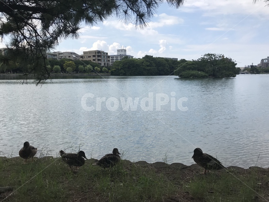 호수,호숫가,오리,호수오리,duck