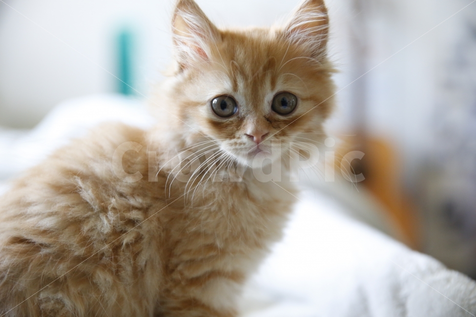 고양이,새끼,고양이새끼,귀여운동물,눈동자,동물,animal,포유류,mammal,고양이,cat,kitten,kitty