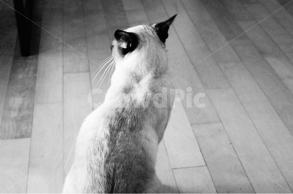 고양이,뒷모습,흑백,cat,동물,펫,동물,animal,포유류,mammal,고양이,cat,kitten,kitty,흑백,모노톤,monochrome,black and white