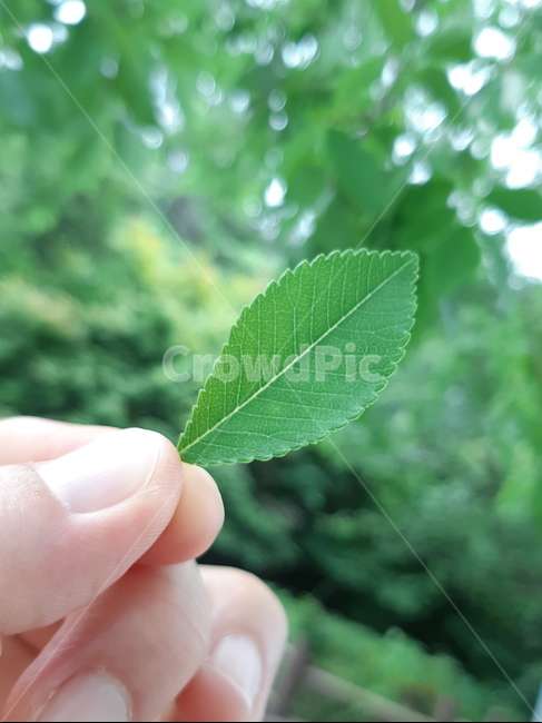 자연,나뭇잎,여름,식물,leaf,식물,자연,plants,nature
