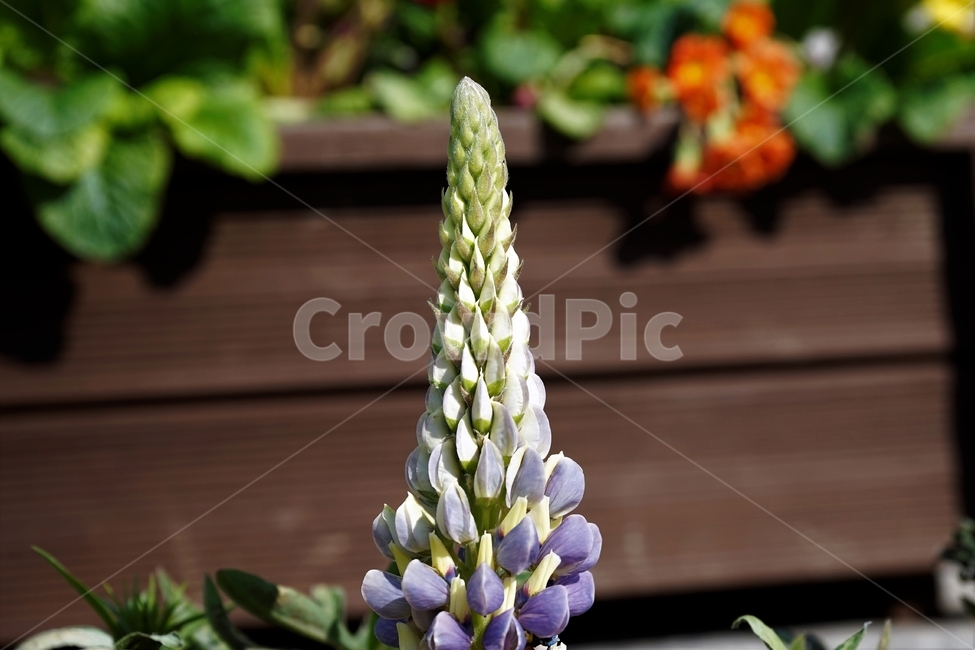 봄,정원,가드닝,원예,원예식물,화려,식물,꽃,garden,scent,healing,bloom,colorful,floral,flower,gardenflowers,happymind,life,nature,plant,spring