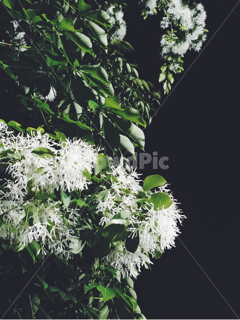 밤,꽃,여름,여름밤,감성,나뭇잎,나무밑,자연,풍경,nature,landscape,계절,summerseason,휴식,힐링,rest,relaxation,healing,식물,plants