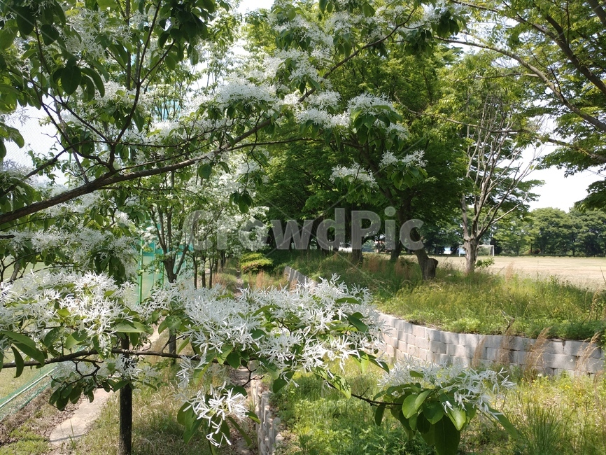 이팝나무,이팝나무꽃,봄나무,조경수,가로수,백색꽃,산책로