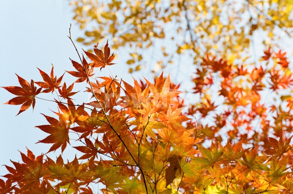 필름카메라,필름사진,가을,단풍,출사,가을,계절,fall,autumn,season,식물,자연,plants,nature,plant,leaf,잎,tree,나무