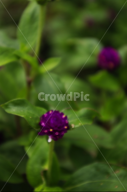 천일홍,꽃,flower,식물,plant,자연,nature