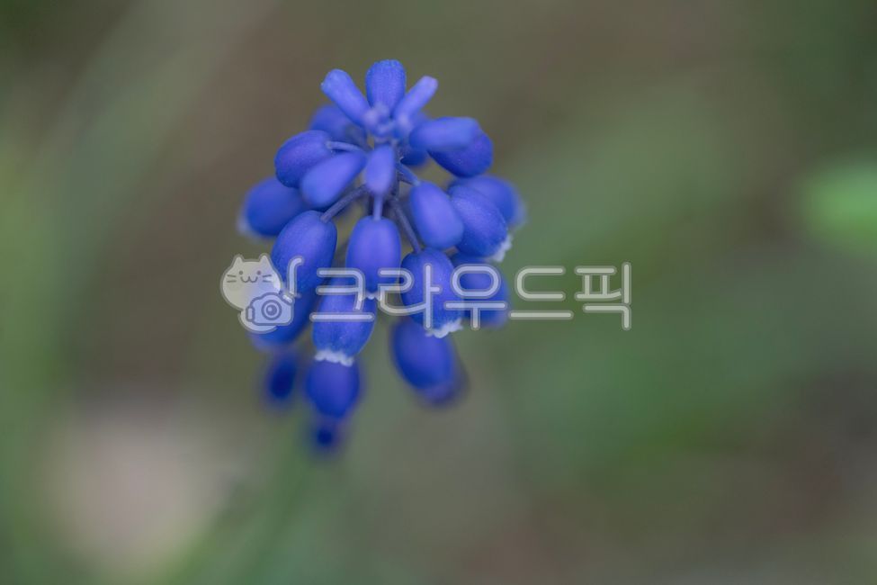 spring,bunch of grapes,Muscari,purple,small flower,flower