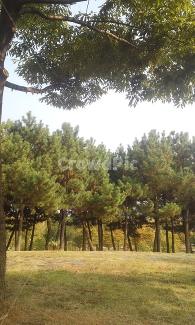 호주,공원,평화,평화로움,휴식,힐링,나무,자연,풍경,nature,landscape,tree,plant,식물