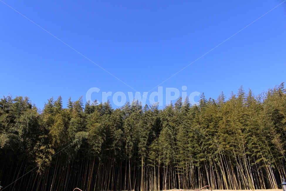 하늘,나무,풍경,자연,배경,자연,풍경,nature,landscape,식물,plants,나무,trees,wood,plant,tree,fir,전나무