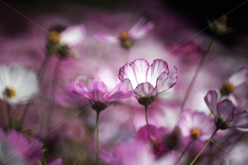 코스모스,꽃,식물,가을,계절,감성,자연,가을,계절,fall,autumn,season,식물,자연,plants,nature,꽃,flower,geranium,제라늄,blossom,plant