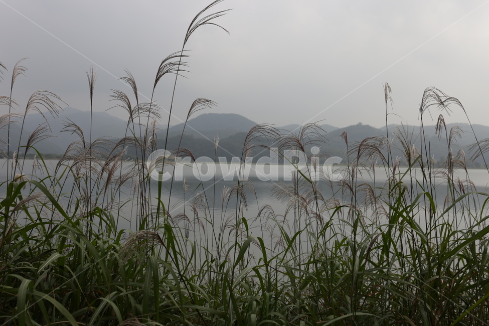 plant,식물,갈대,강,가을,자연,풍경,nature,landscape,grass,잔디,lawn,reed