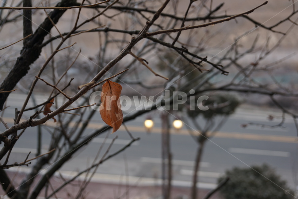 plant,식물,tree,나무,winter,겨울,한겨울,서리,등,초점,낙엽