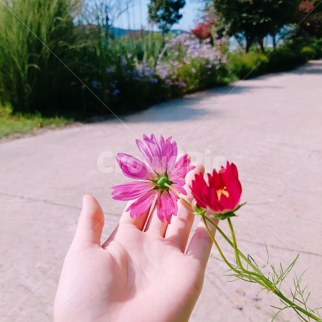 코스모스,감성,색감,손,꽃,가을,계절,fall,autumn,season,식물,자연,plants,nature,꽃,flower,색깔,색상,색채,색감,color sense,color sensitivity,feeling of color
