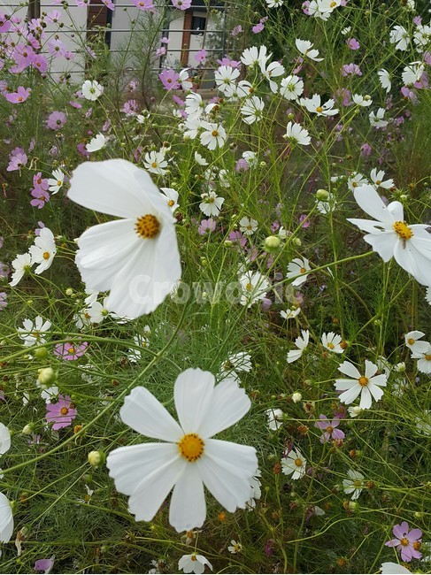 꽃,코스모스,식물,flower,야외,분홍,풀,nature,초록,흰,흰꽃,분홍꽃,자연,식물,자연,plants,nature,꽃,flower