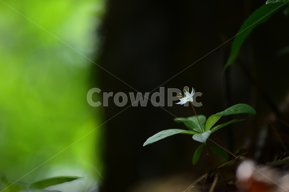 참기생꽃,야생화,식물,자연,꽃,플라워,생태,힐링,wildflower,flower,plants,nature,season,감성,느낌,emotion,feeling,앵초목,앵초과,여러해살이풀,희귀식물,기생꽃속