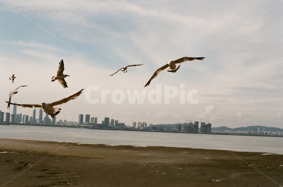 오이도,갈매기,바다,필름사진,필름,fm2,해변,바다,beach,sea,동물,animal,조류,새,birds