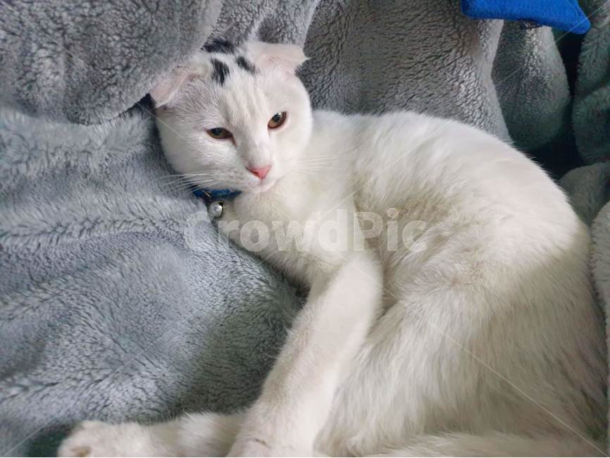 고양이,색시,요염,귀염,개양이