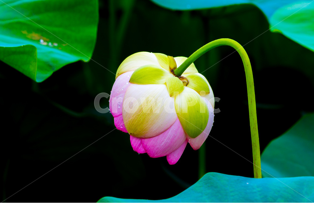 연꽃,청순,문양,무늬,자연,꽃,식물,식물,자연,plants,nature,꽃,flower