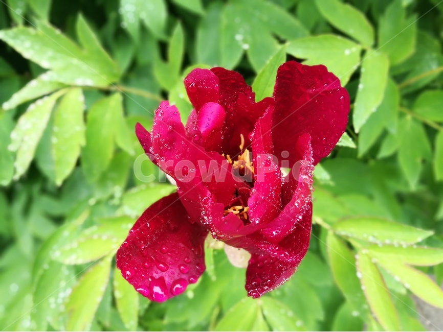 약용식물,작약,농업,약초,빨강,녹색,정원,식물,자연,plants,nature,꽃,flower