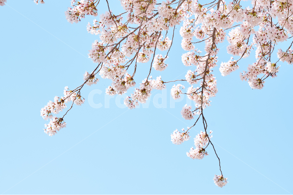 벚꽃,cherryblossom,꽃,봄,flower,sky,하늘