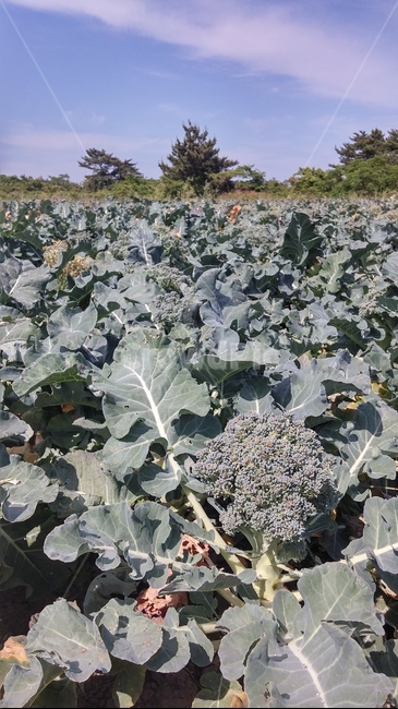 plant,식물,브로콜리,broccoli,밭,작물,농장