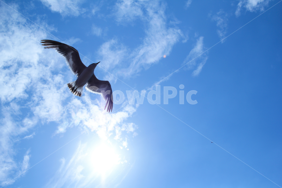 갈매기,새,동물,하늘,비행,bird,나는,animal,flying,비상,자유,동물,animal,조류,새,birds
