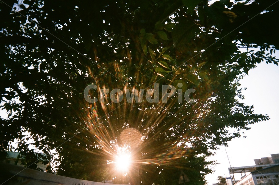 flare,플레어,light,빛,자연,필름사진
